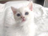 Scottish Fold Van Kırması Güzel Yavru Kedilerimiz