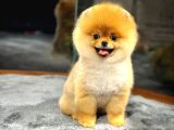 Çocuklarla İyi Anlaşan Pomeranian Boo Yavrular 
