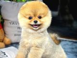 Çocuklara Düşkün Pomeranian Boo Yavrularımız
