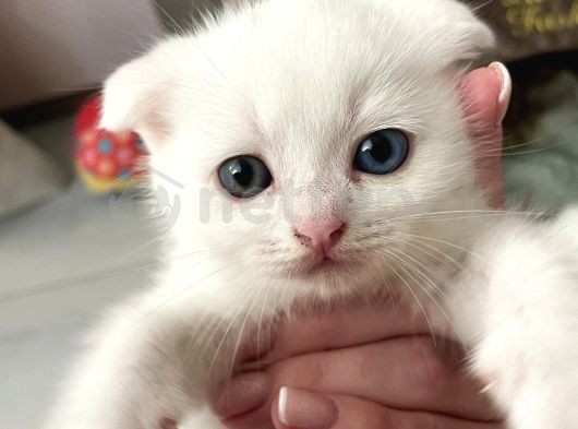 Bir açık mavi ve bir açık yeşil gözlü yavru kedisi