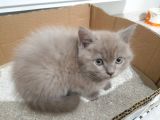British shorthair erkek kedi