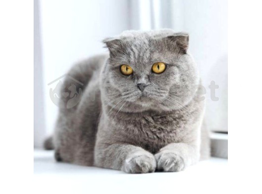 Veteriner Hekim'Den British Shorthair Yavruları