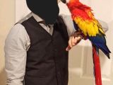 Yavru Ara Macaw Scarlet Papağanı (sarı/kırmızı renkli)
