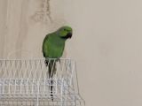 Pakistan papağanı kafesi yemleri dahil 1700