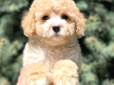 Partycolor Toy Poodle