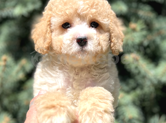 Partycolor Toy Poodle