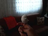 2 aylık beyaz muhabbet kuşu