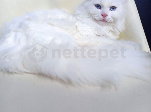Highland Fold beyaz mavi gözlü kedi 