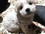 yavru maltese terrier 