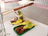 Yeni yeme düşmüş sağlıklı ve sevimli muhabbet kuşu yavrularımız 