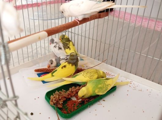 Yeni yeme düşmüş sağlıklı ve sevimli muhabbet kuşu yavrularımız 