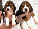 Beagle yavrularımız 