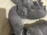 Scottish fold yavru kedileriniZ