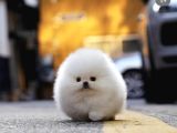 Ayı Surat Pomeranian Boo Yavrumuz 'CALVİN'