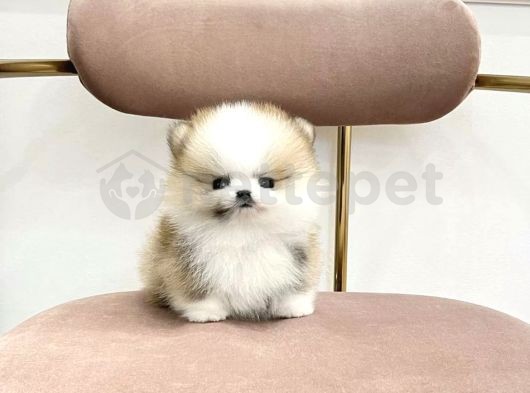 Minik Neşe Kaynağı Pomeranian Boo Yavrularımız