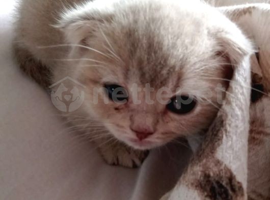 1.5 aylık brihtis + scottis cins yavru kedi istanbul/bursa