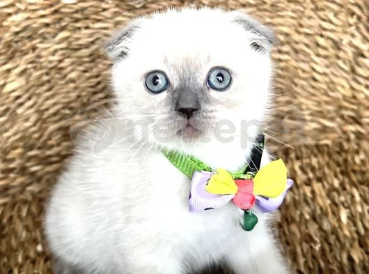 Bluepoint Scottish Fold Sevimli Yavrumuz