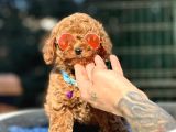 Red toy Poodle yavrular 