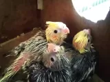 40 günlük yavru sultan papağanlar erkek