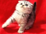Harika scottish fold yavru kedi 