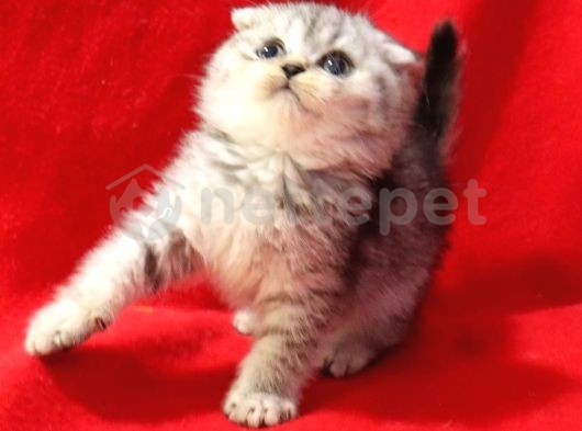Harika scottish fold yavru kedi 