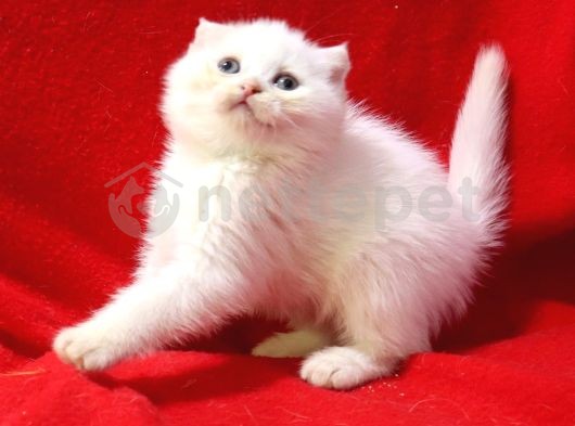 Scottish fold beyaz erkek yavru kedi 