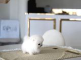 Tüy ve Koku Problemi Olmayan Pomeranian Boo Bebeklerimiz