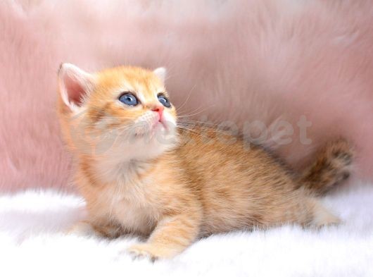 İnci Tanemiz Golden NY11 British Shorthair