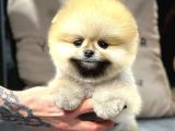 Sosyal, Neşeli Kolay Eğitilebilen Muhteşem Pomeranian