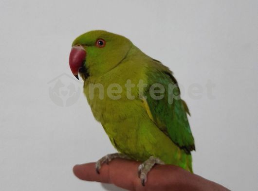 Nepal papağanı 