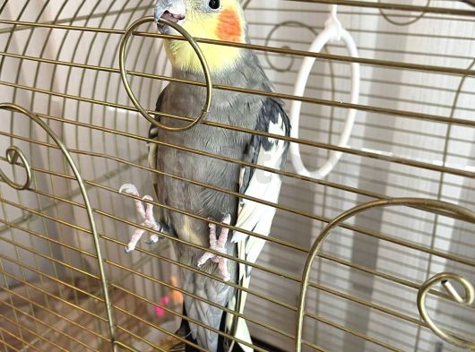 Sultan papağan 
