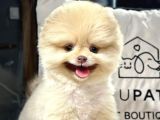 T-cup Teedybear Pomeranian Boo Oğlumuz “Alvin”