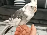 Wifi erkek sultan papağanı 