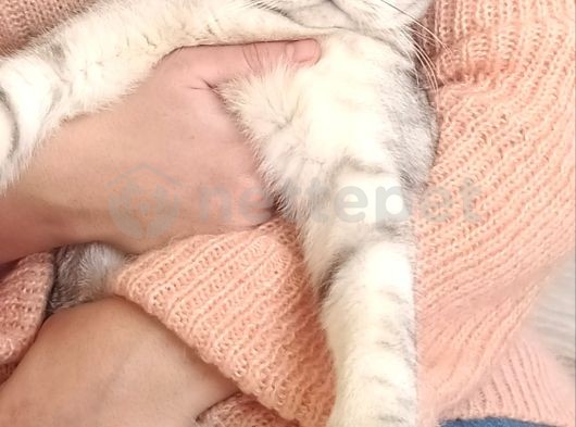Scotish fold 14 aylık erkek kedi 