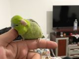 5 aylık Forpus papağanı erkek ele alışkın konuşabiliyor