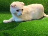 Beyaz Scottish Fold Kedimiz 