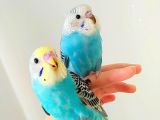Evde yetişmiş Dişi ve Erkek 3-12 aylık ele alışkın muhabbet kuşu yavruları(farklı renkler mevcut) kendi üretimim