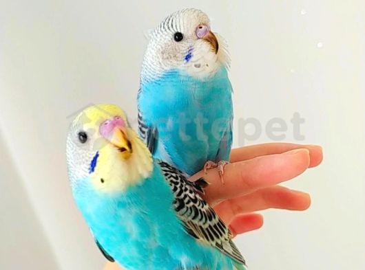 Evde yetişmiş Dişi ve Erkek 3-12 aylık ele alışkın muhabbet kuşu yavruları(farklı renkler mevcut) kendi üretimim