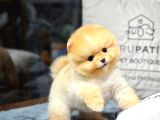 Safkan Büyümeyen Cins Pomeranian Boo Yavrularımız