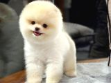 Büyümeyen Cins Pomeranian Boo Bebeklerimiz