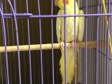 Lutino sultan papağanı 