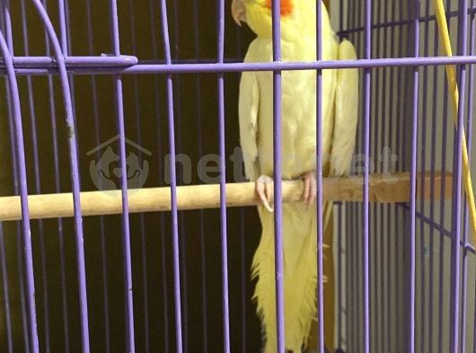Lutino sultan papağanı 