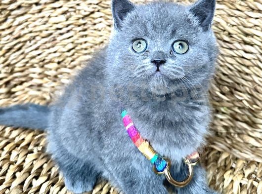 Sağlıklı Ev Ortamında Dişi British Shorthair 