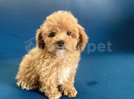 Teacup Toy Poodle Oğlumuz