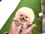 Çocuklara Düşkün Pomeranian Boo Yavrularımız