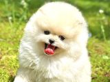 Oyuncu Karakterli Pomeranian Boo Yavrularımız