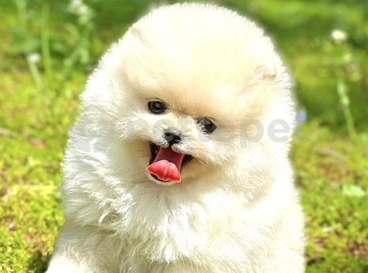 Oyuncu Karakterli Pomeranian Boo Yavrularımız