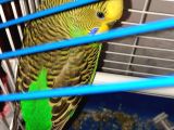 Isırmayan Ele Alışık Yeşil Muhabbet Kuşu 