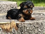 Mini boy Yorkshire terrier yavrular