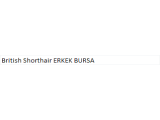 British Shorthair ERKEK BURSA 